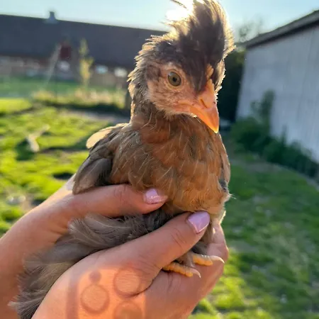 Faebrogaard Gæstehus