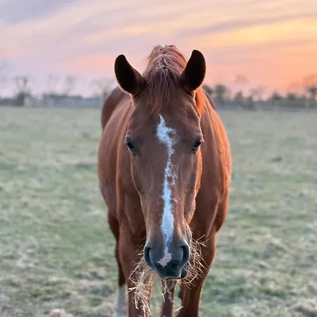 Gæstehus Faebrogaard Skærbæk