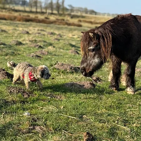 Faebrogaard Pensión Skærbæk