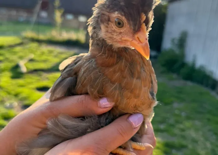 Faebrogaard Gæstehus